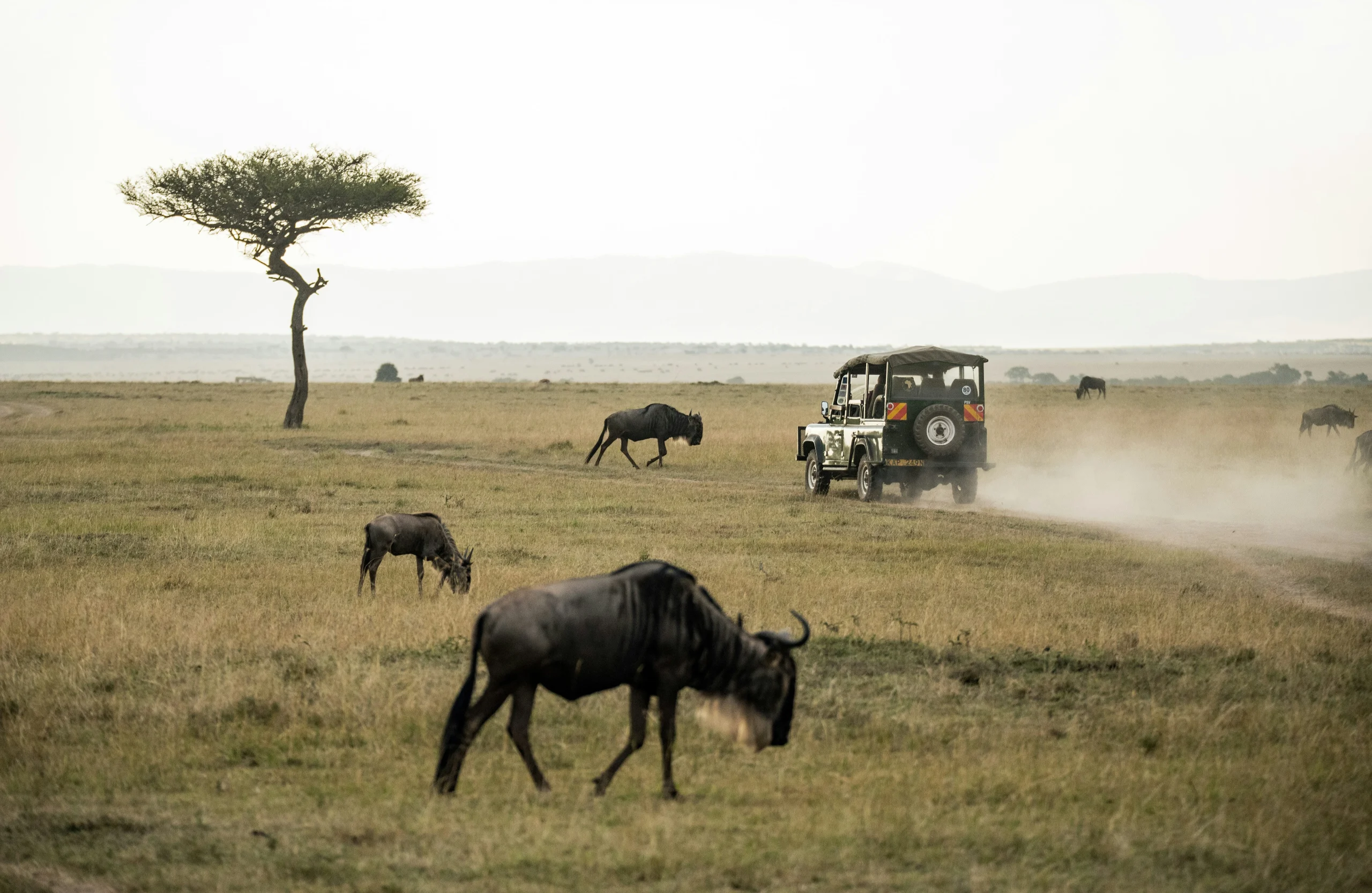 Africa Is the Soul of Safari Travel
